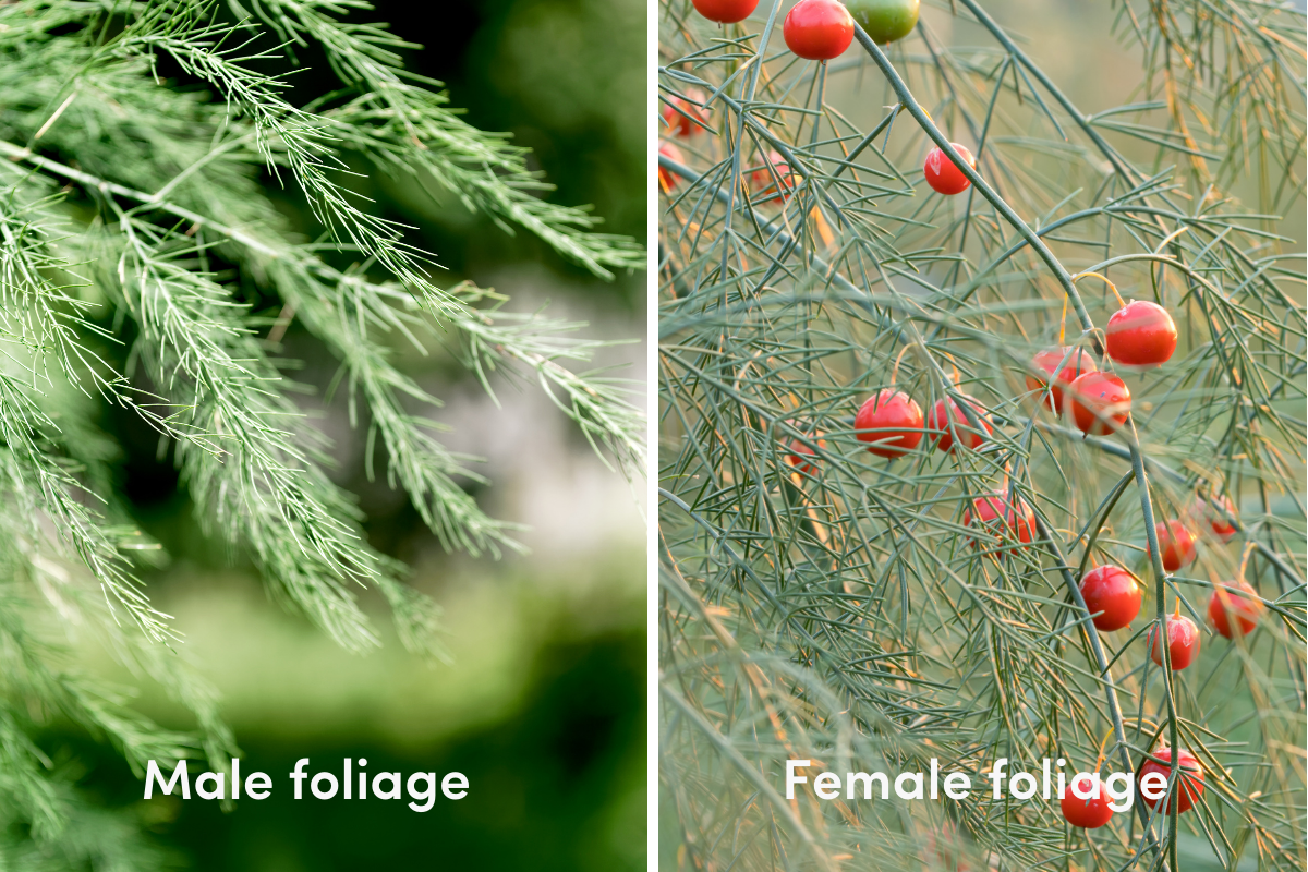 Male and female asparagus foliage, the female with berries