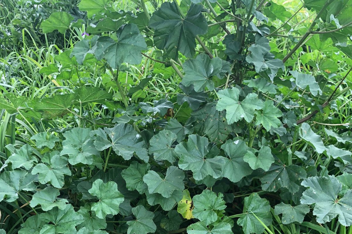 Mallow weeds