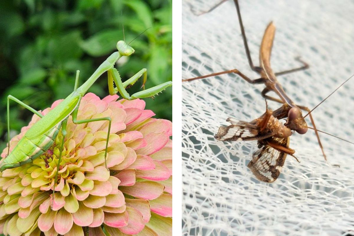Mantids