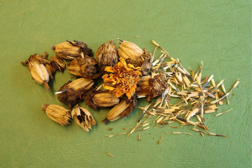 Marigold seed heads and seeds