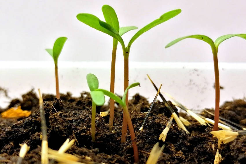 Marigold Seedlings