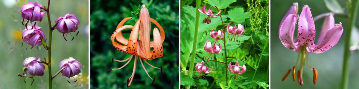 A selection of martagon or turk's cap lilies