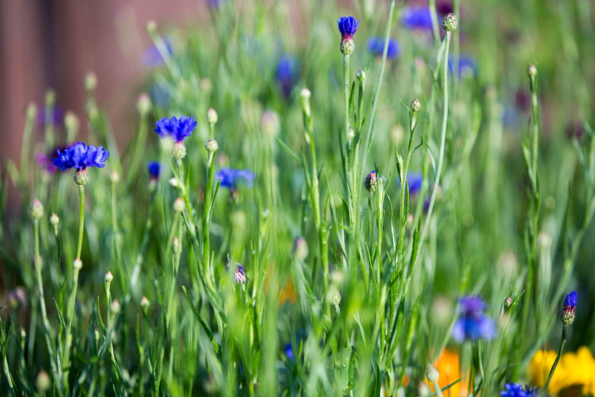 Mass planted cornflowers with blue flowers