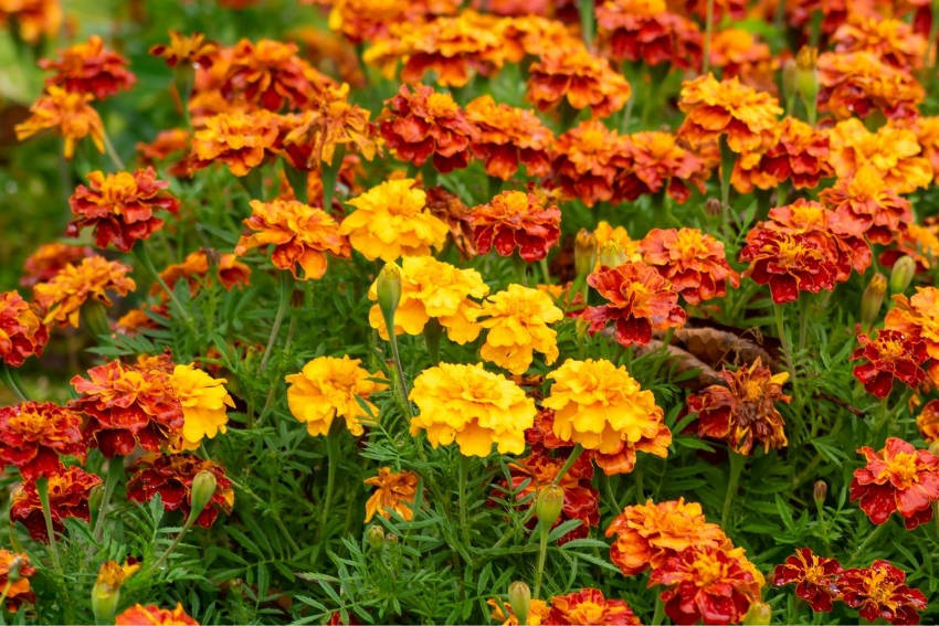 Massed planting of Marigold plants