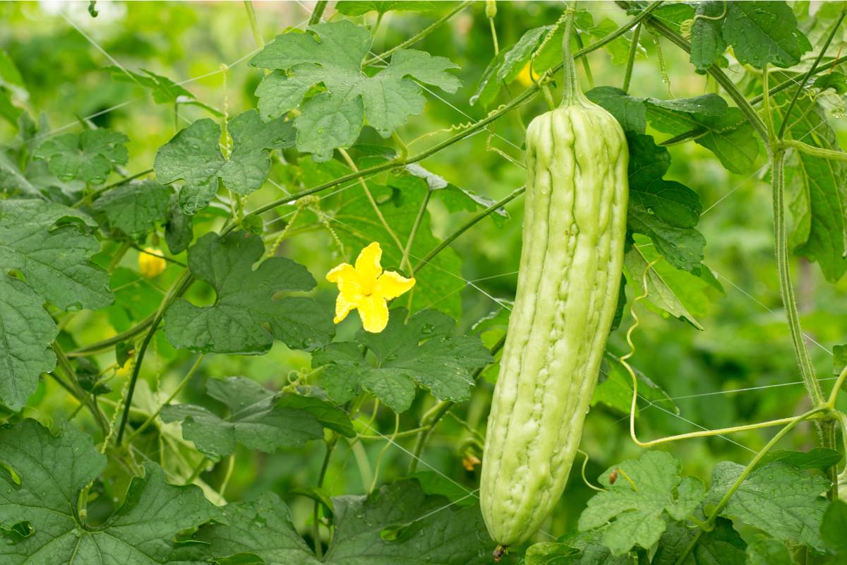 A mature bitter melon vine with yellow flowers and long green fruit