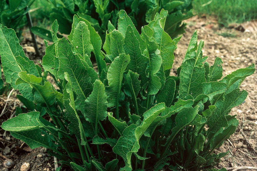 Mature clump of horseradish plant