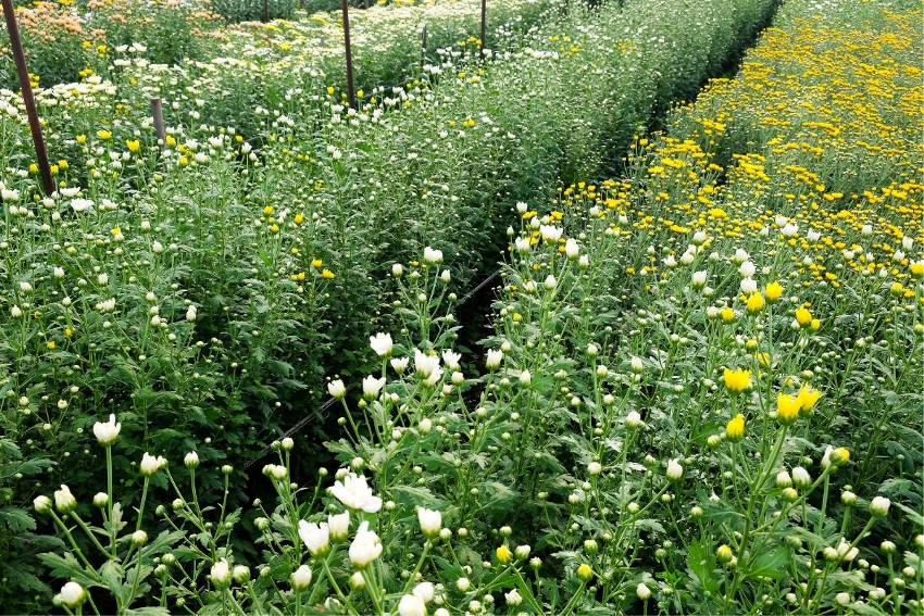 Mature plants in a flower bed