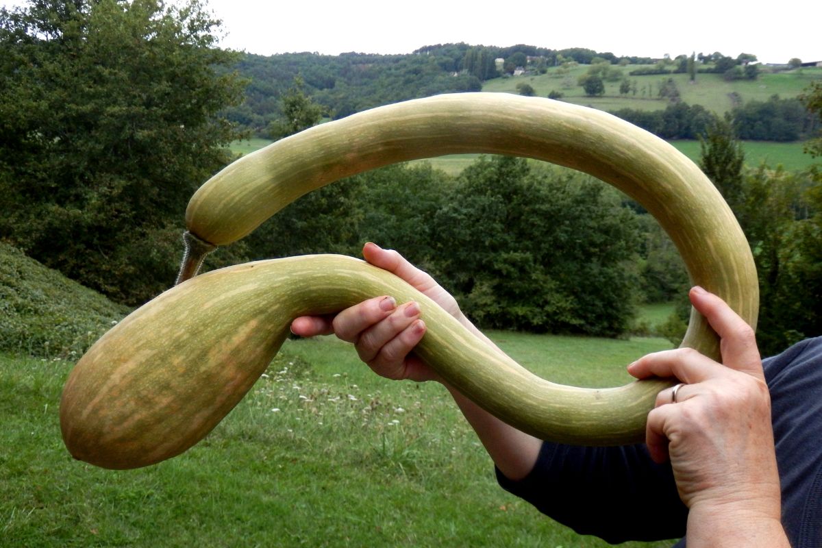 Mature tromboncino fruit