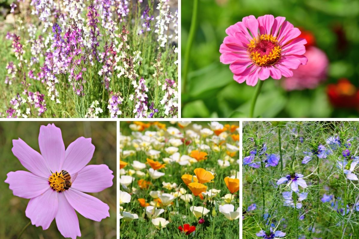 A selection of meadow flowers suitable for seed bombs