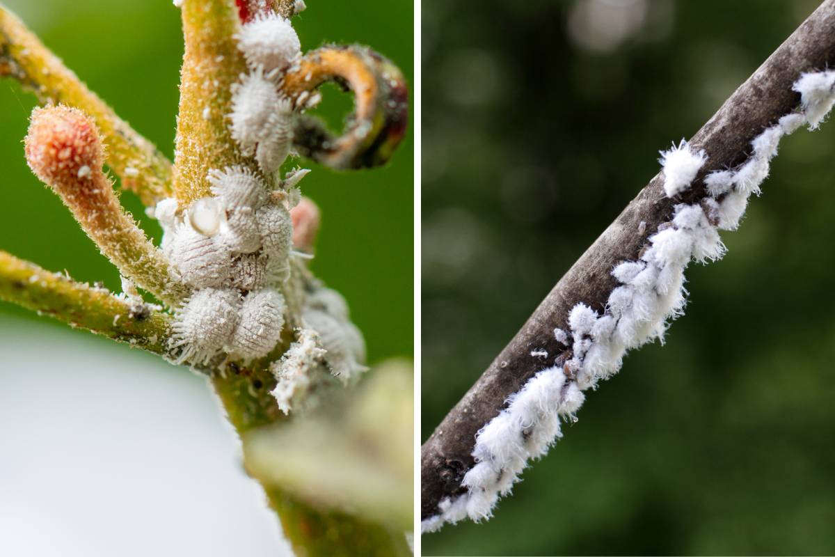 Leaybug larvae