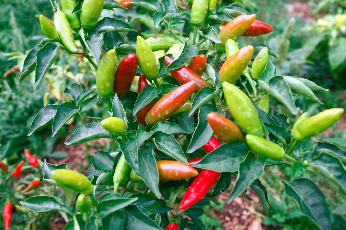 Mild birds eye chillies on a plant