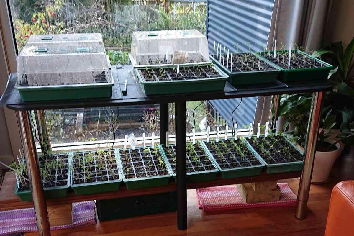 Mini greenhouses in front of a window