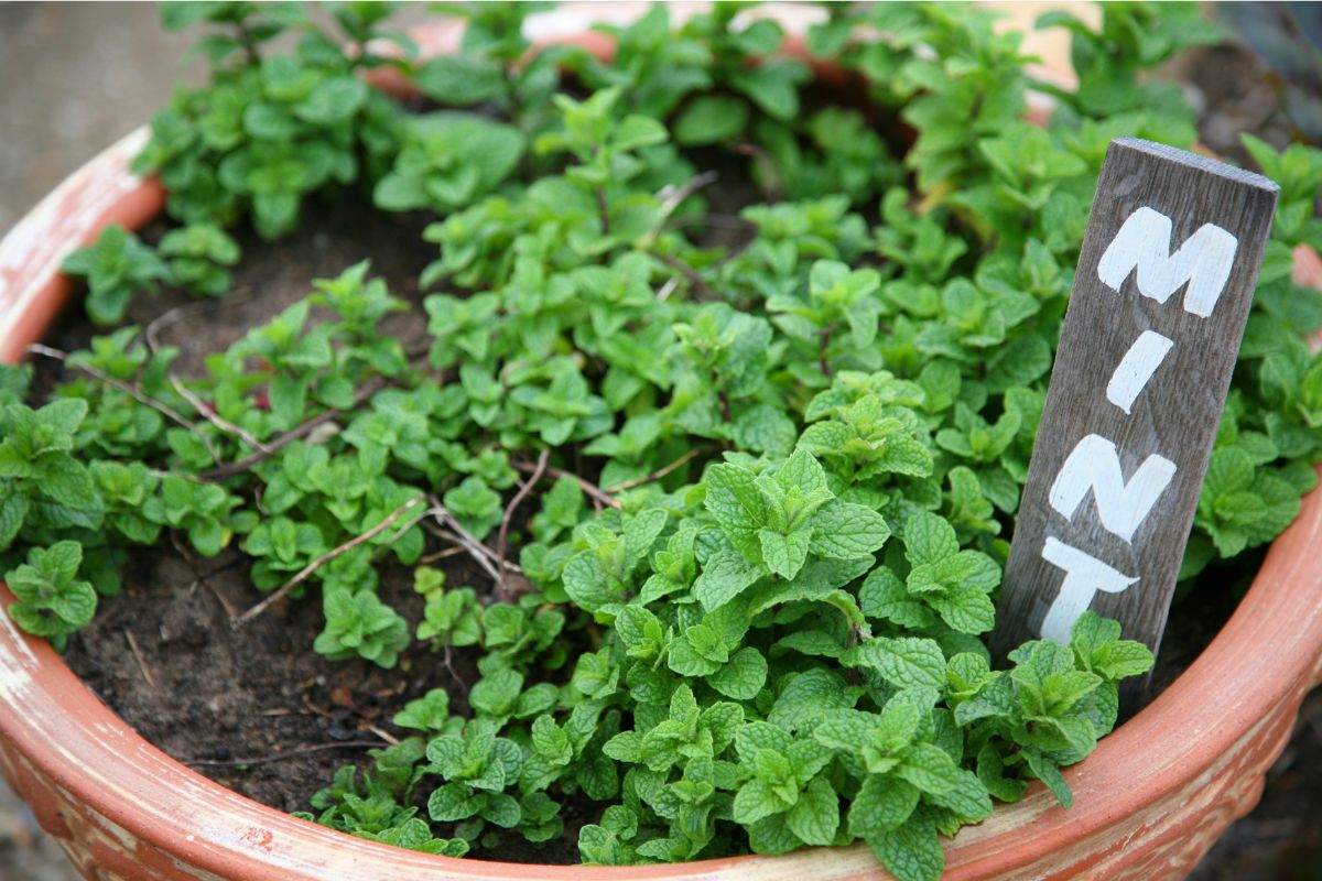 Mint growing in a pot