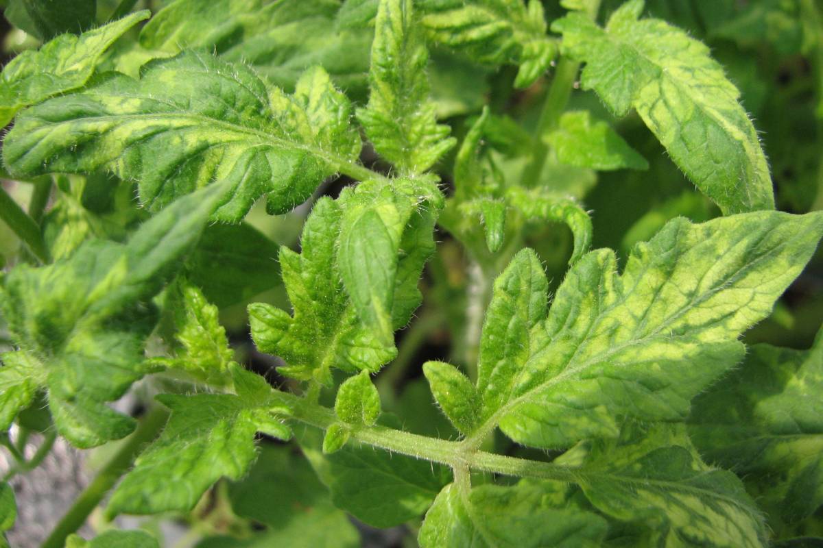 Tomato leaves showing discoloured leaves due to a mosaic virus