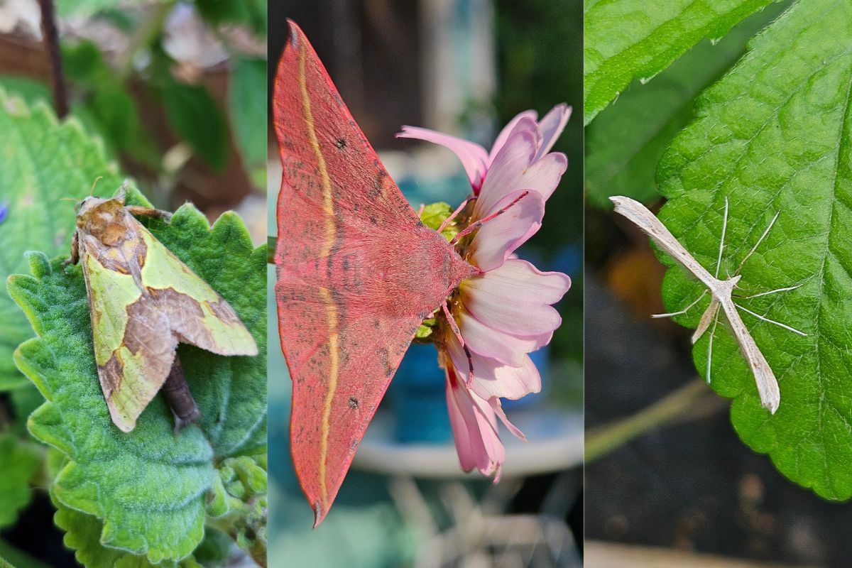 Moth collage