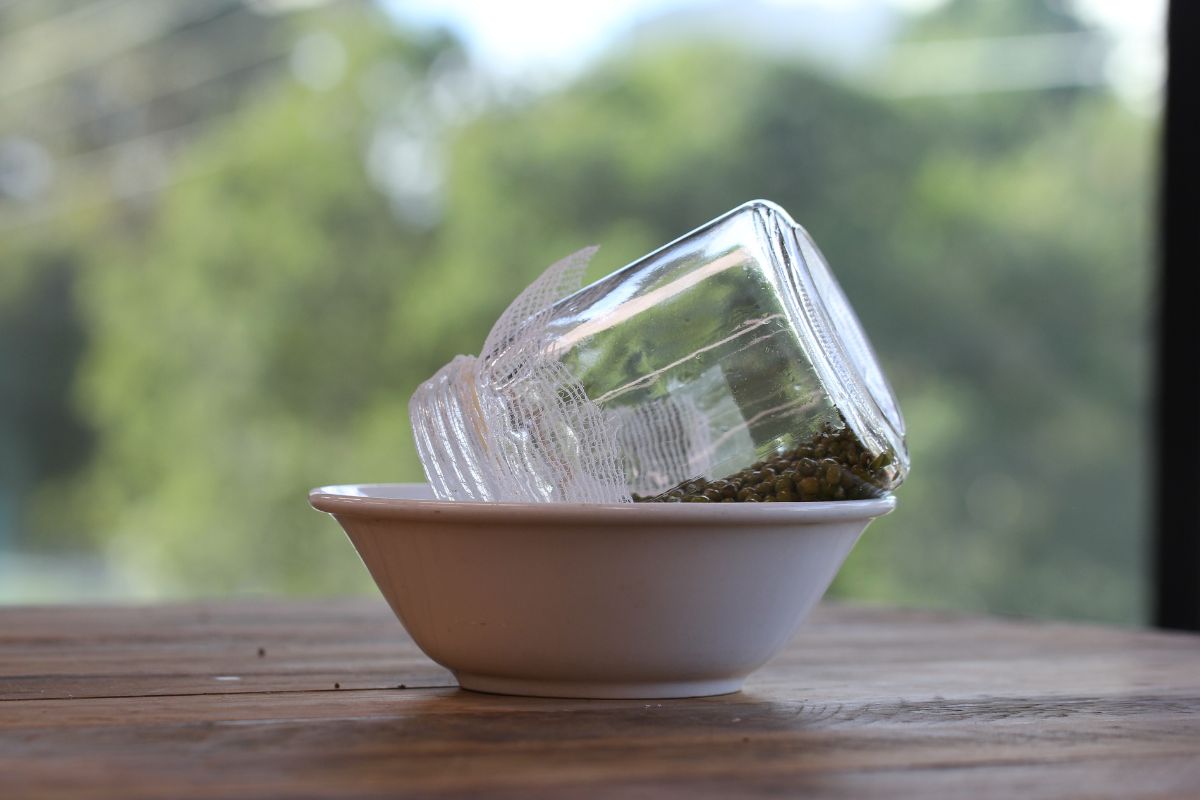 A photo of an upturned glass sprouting jar resting in a ceramic bowl. The jar has cheesecloth over its mouth and is a third fulll of sprouting mung bean seeds