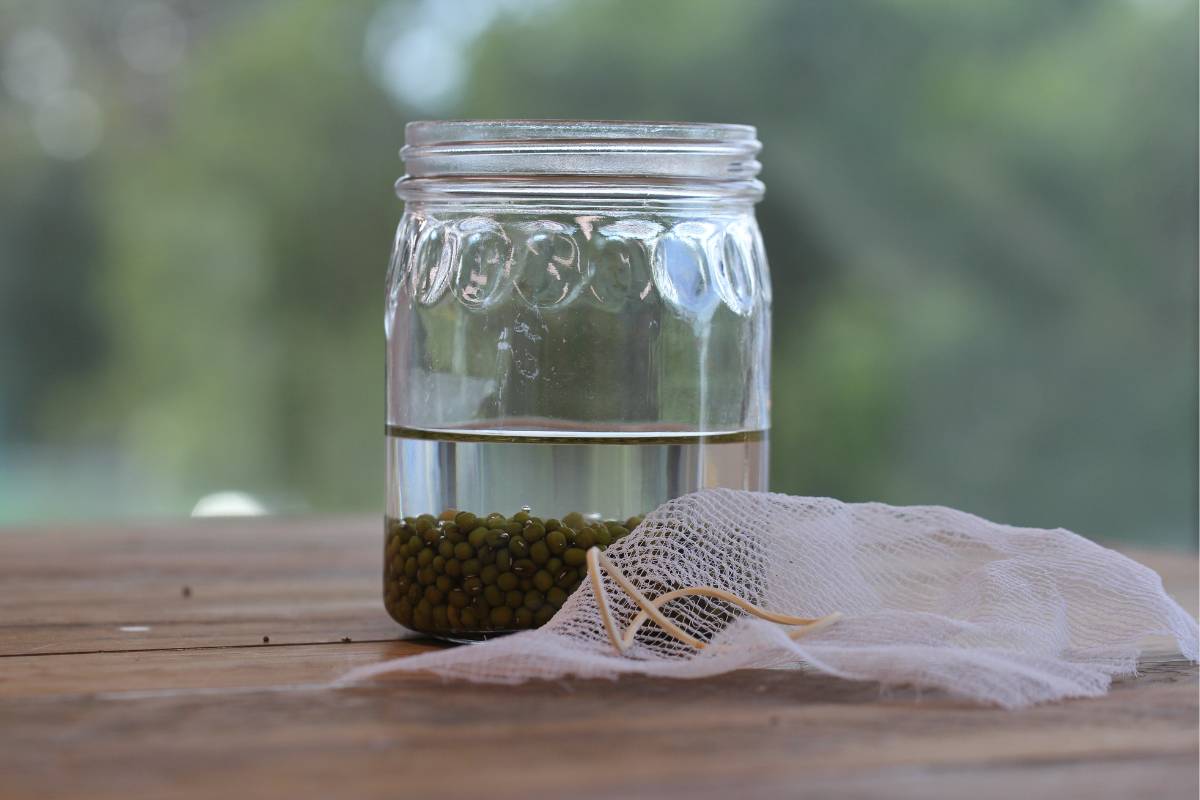 A photo of a glass jar sitting on a wooden board about a third full of mung bean seeds soaking in water