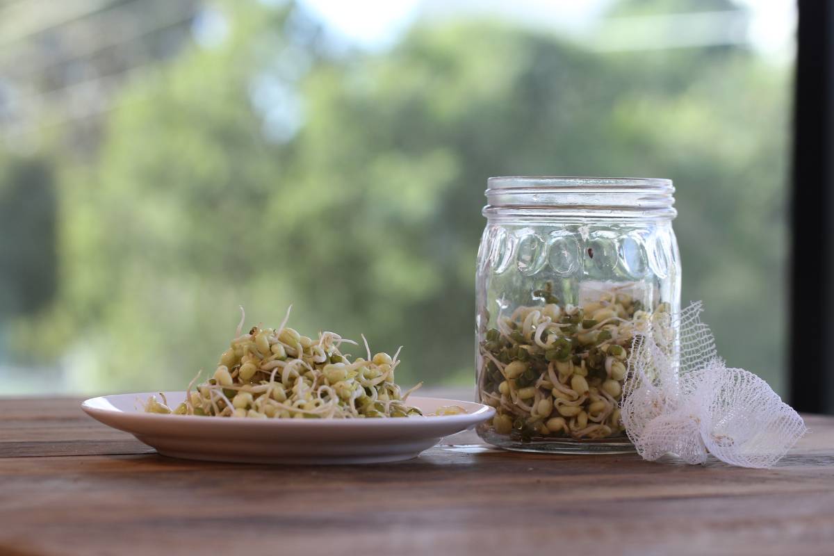 A photo of some mung bean sprouts on a plate next to a glass sprouting jar containing some sprouts