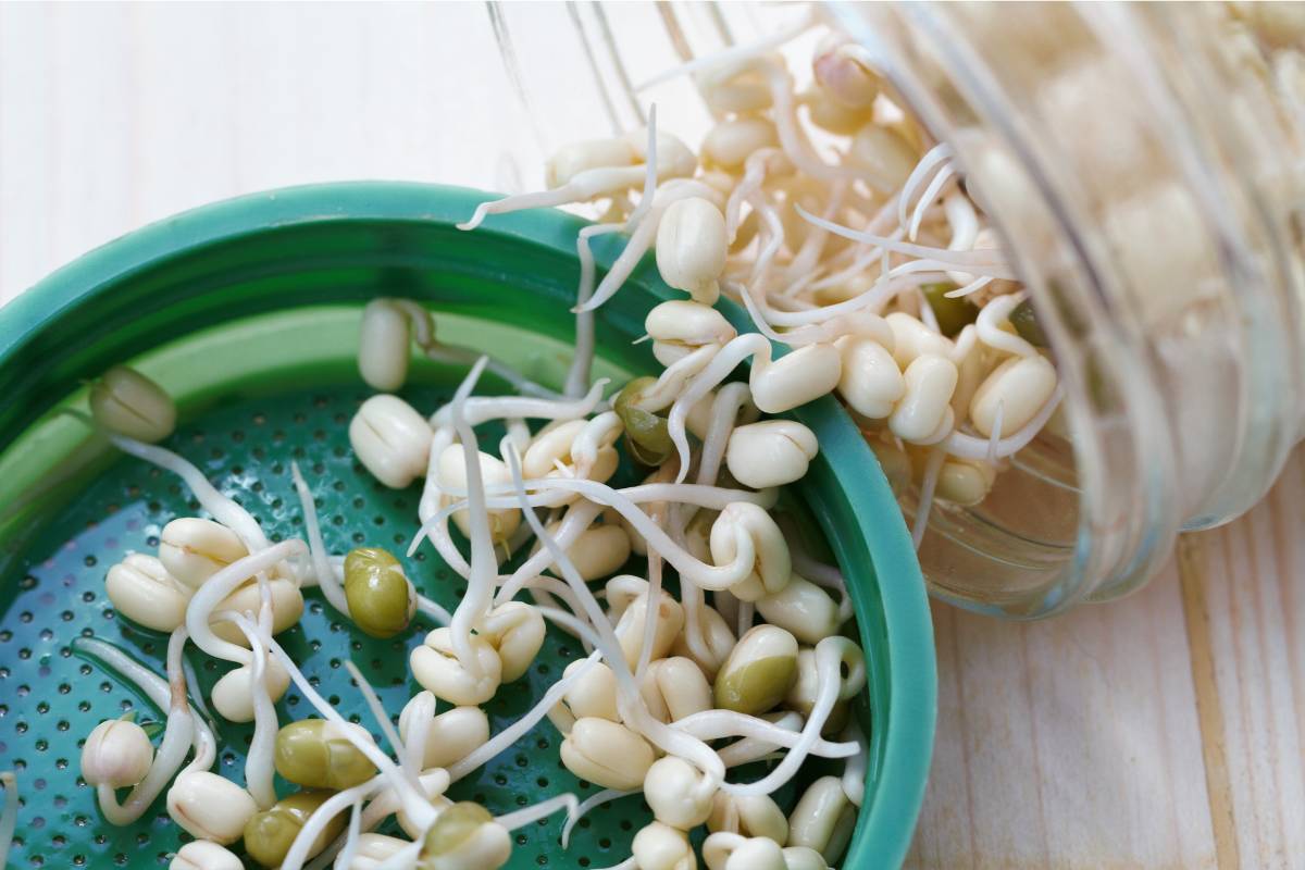 Mung bean sprouts being poured from a glass sprouting jar