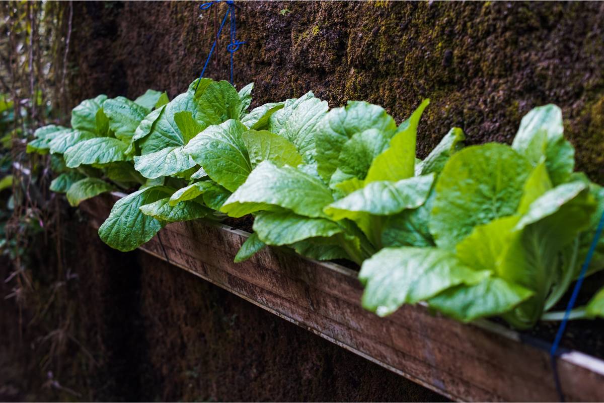 A photo of a row of mustard plants growing in a long rectangular container