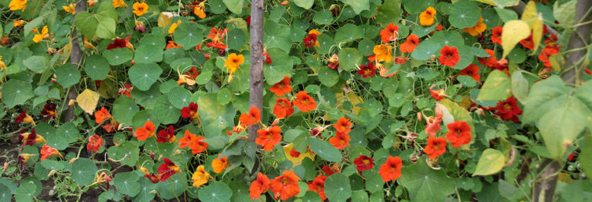 Nasturtium