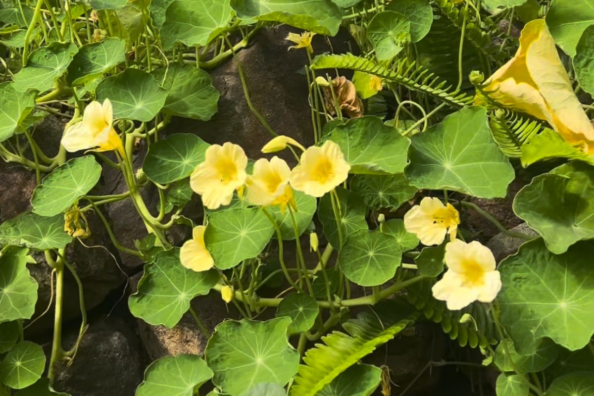Nasturtiums yellow