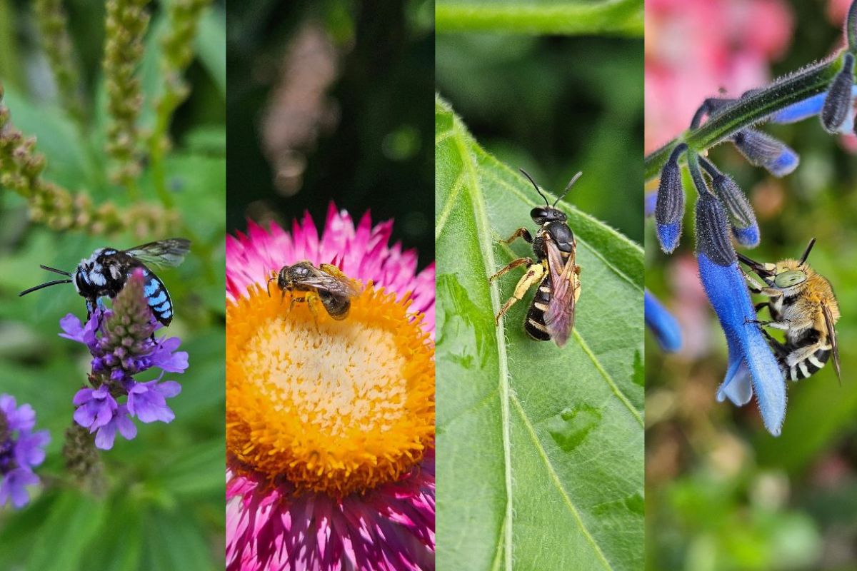 Native Bees