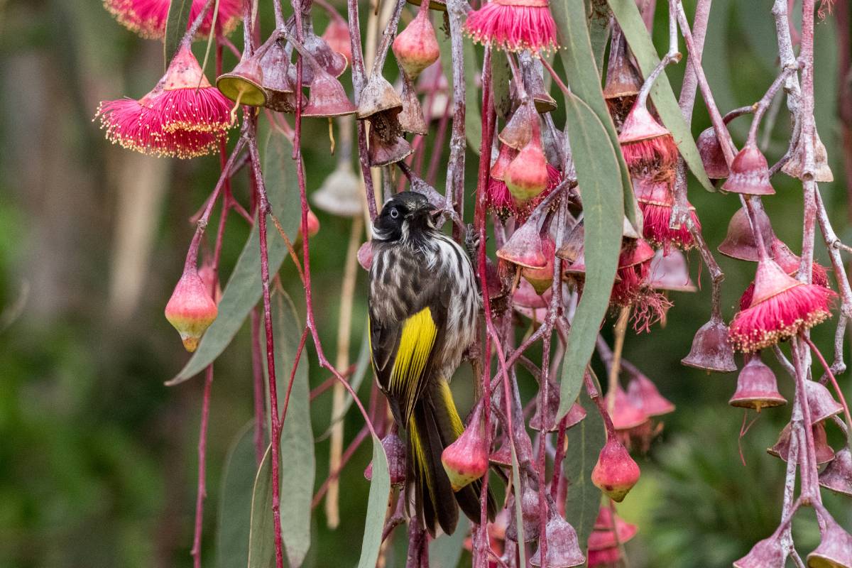 A New Holland Honeyeater in a Eucalyptus Silver Princess