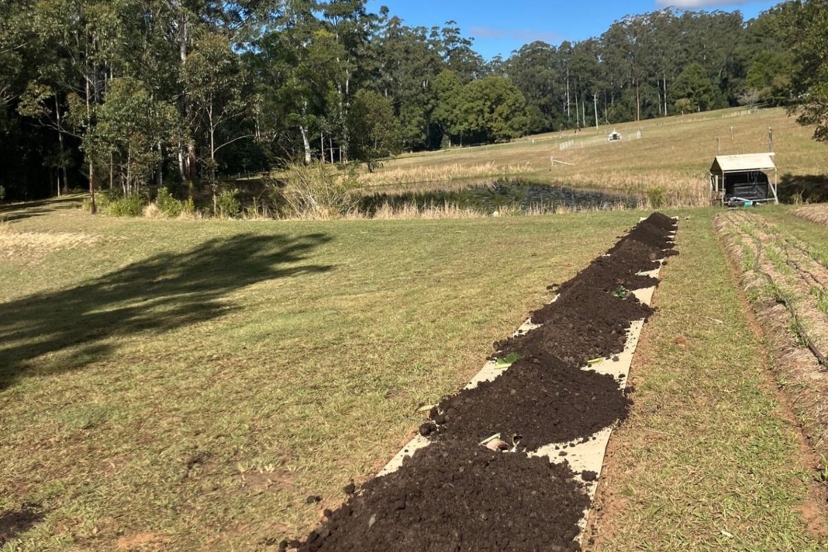 No till garden bed cardboard