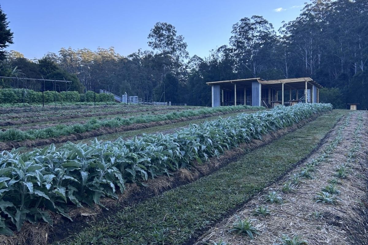 No till garden beds completed