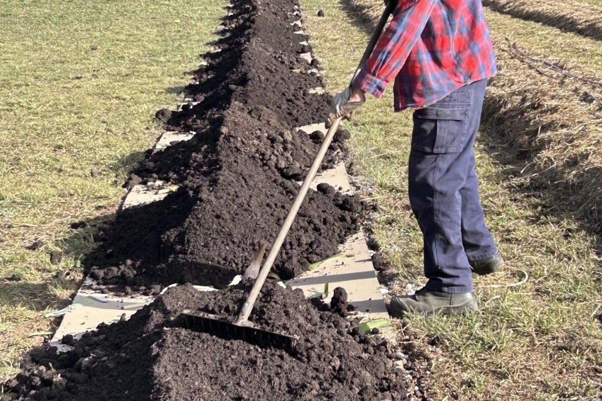 No till garden bed cardboard compost fertiliser