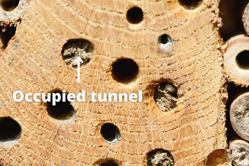 An occupied tunnel in a bee and insect hotel