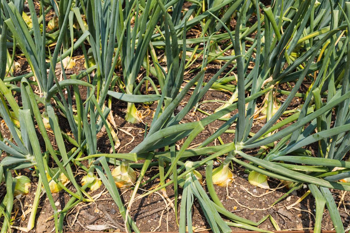 Onion plants with bulbs ready to harvest