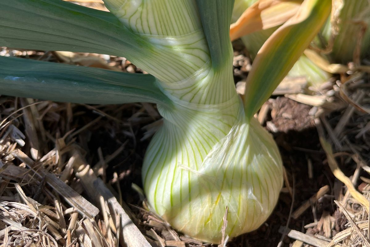 Onion bulb forming in ground