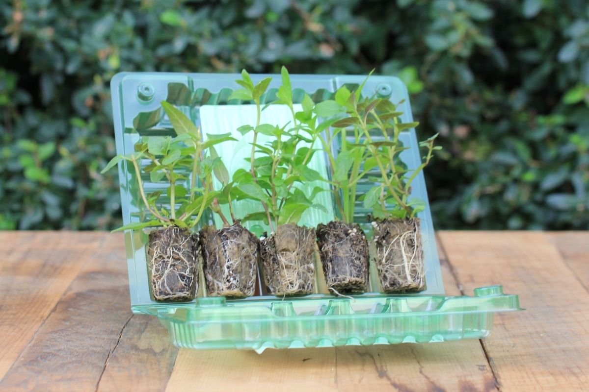 An open blister pack showing five seedlings