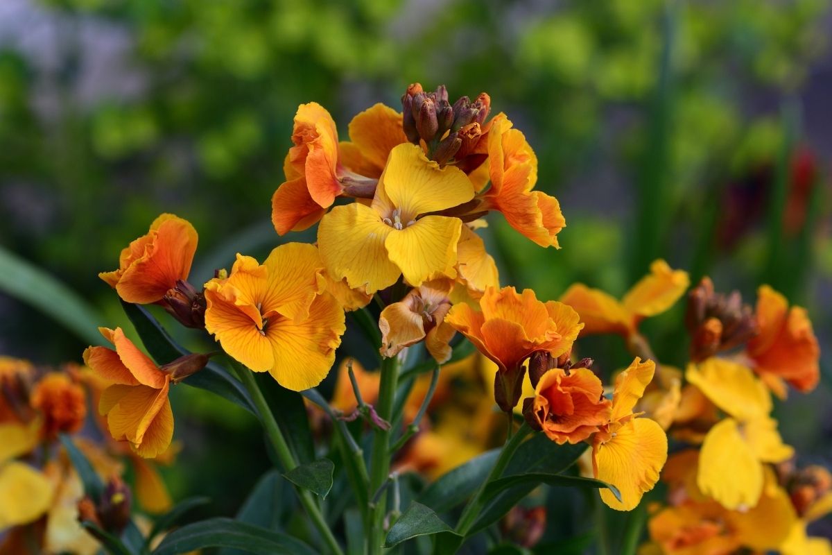 Orange flowers of wallflower growing in a home garden