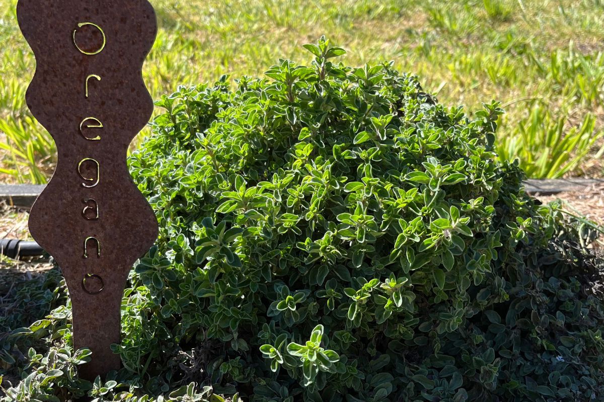 Oregano growing
