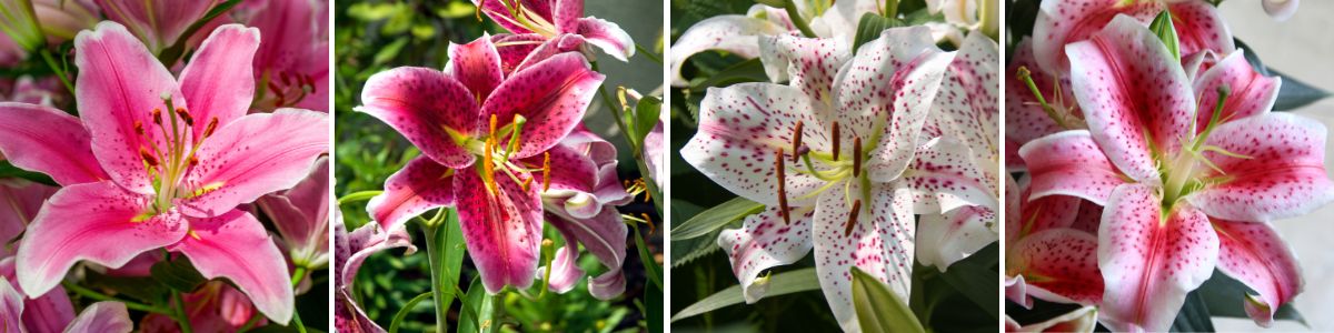A selection of oriental hybrid lilies