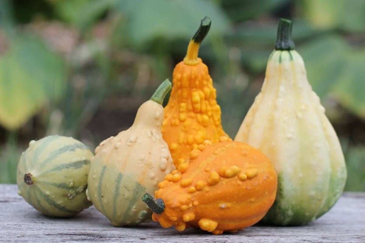 Ornamental gourds