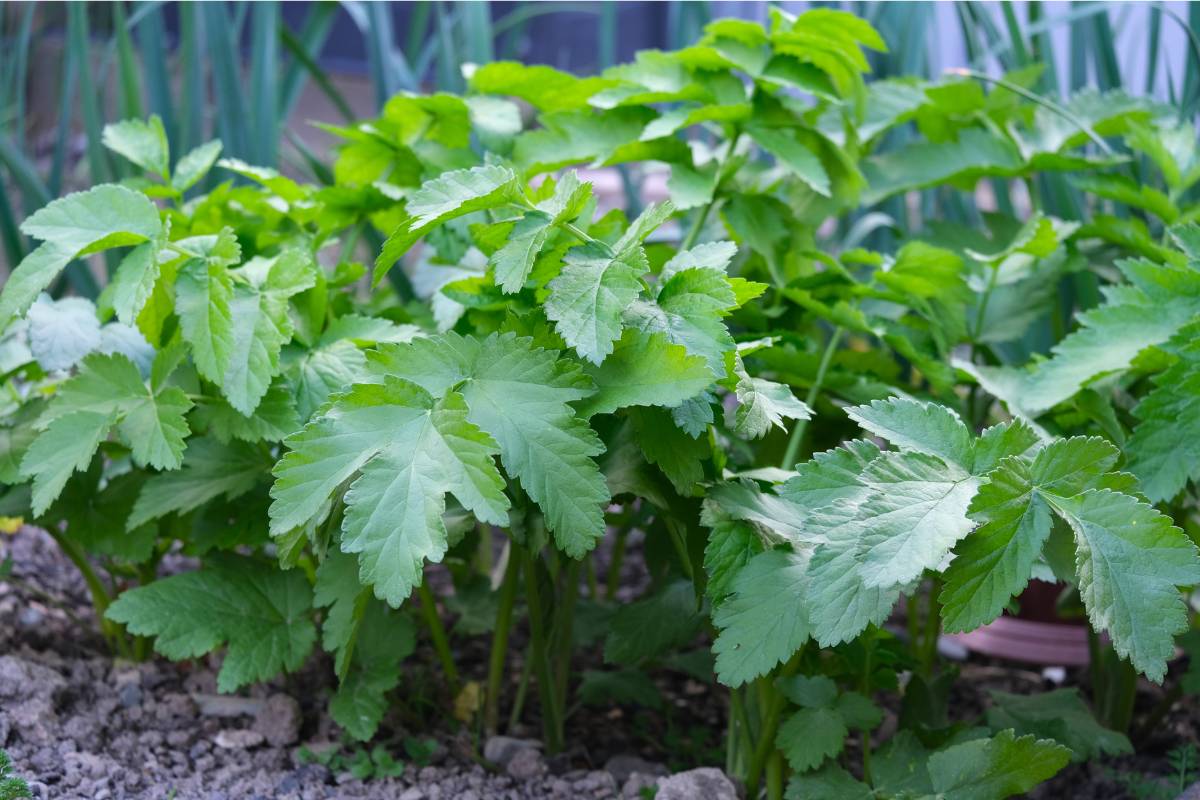 A photo of a parsnip plant with green leaves resembling celery