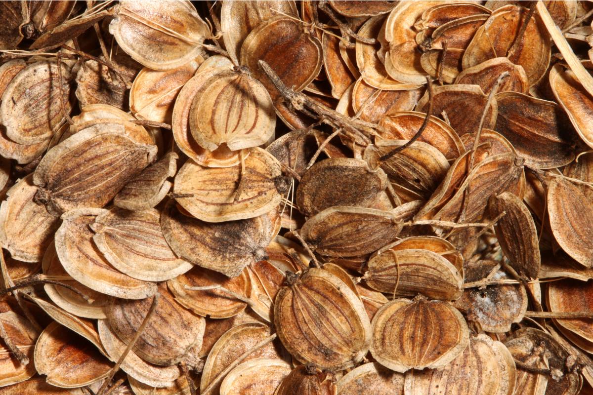 A photograph of parsnip seeds