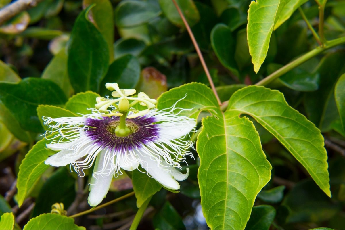 A passionfruit flower on a vine