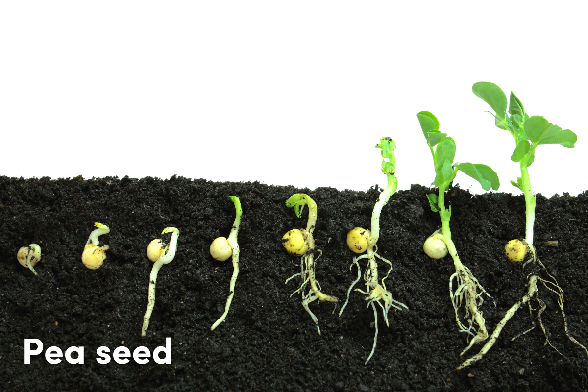 Pea seeds in various stages of germination, showing the emergence of the radicle and first leaves