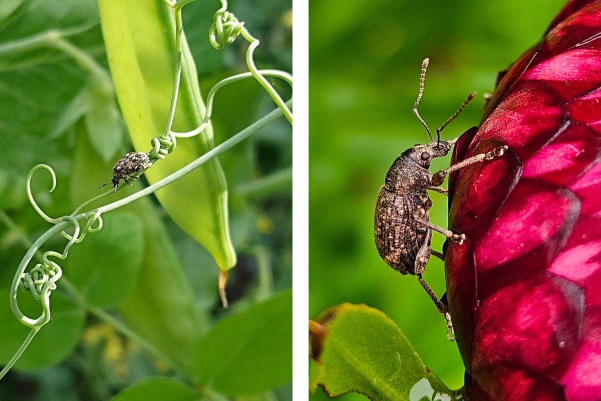 Pea weevil vs Elephant Weevil