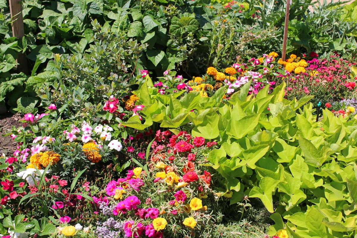 Flowers growing alongside sweet potato in a vegetable garden