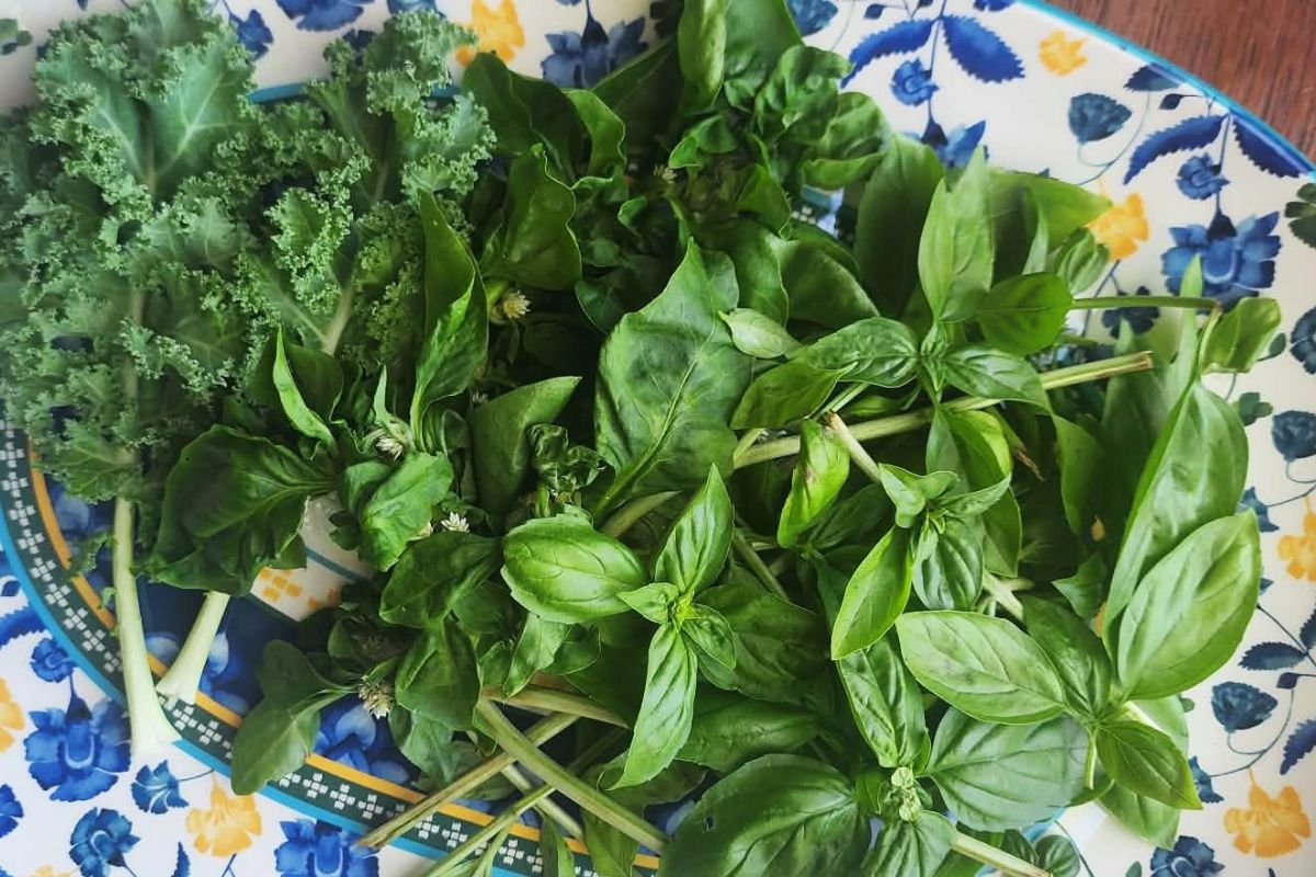 Basil Spinach Kale Pesto