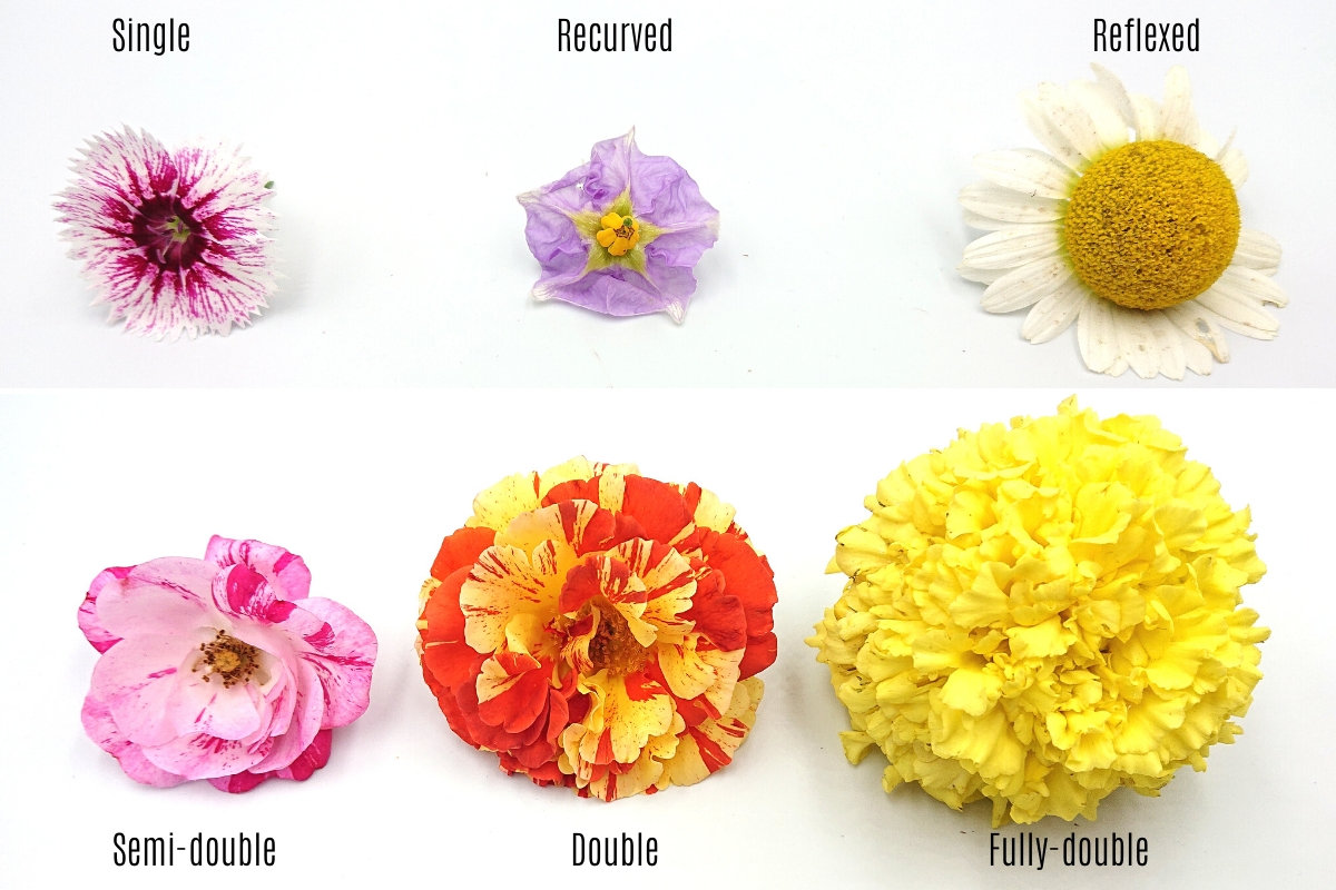 List Of Types Of Flowers