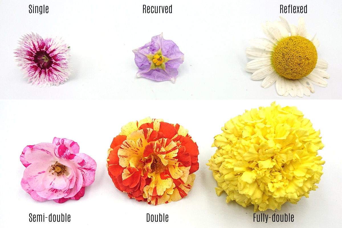 A Brief Guide to the Different Flower Types, Shapes, and Growing Patterns