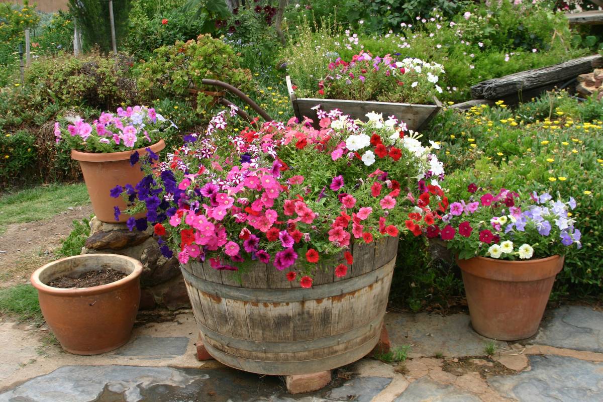 Petunias and other flowers planted in large containers