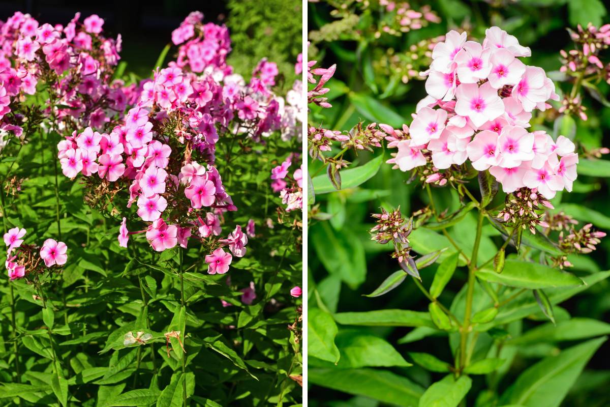 Phlox plants growing in a garden